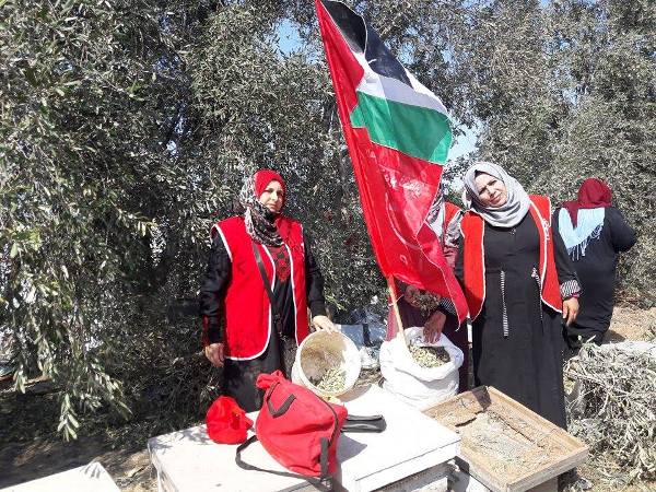 قطف الزيتون (1)